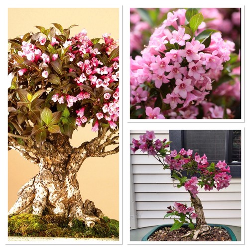 Weigela rosea pink blossom - pink,