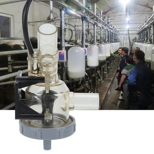 Cow sheep bucket milker acr - sheep,