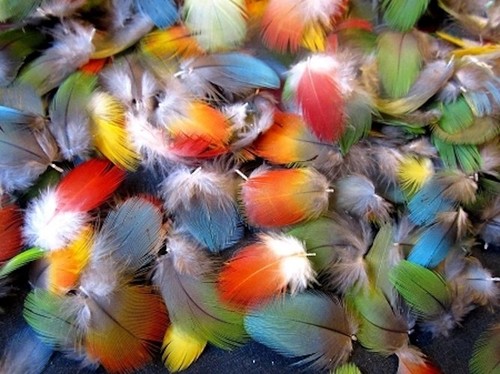 100 small multi - small, macaw
