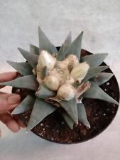 Ariocarpus Furfuraceus - from seed with sucker - 15 cm pot - weight 800 grams
