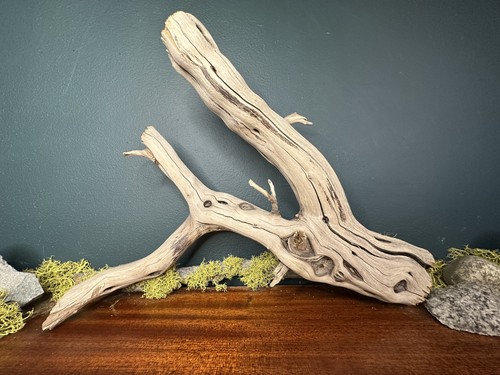 Manzanita driftwood - manzanita,