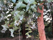 Eucalyptus cinerea| Florists Gum| Plug Plant