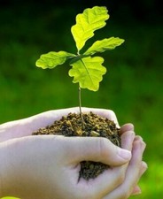 English oak (Quercus robur)