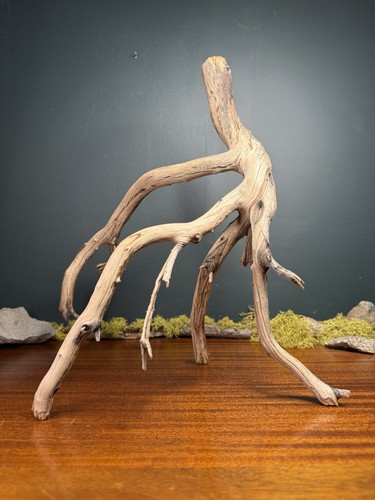 Large manzanita - large, 19”