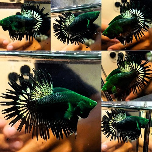 Live betta fish crowntail - live,
