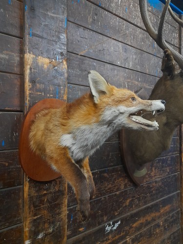 Unusual taxidermy fox hare - unusual,