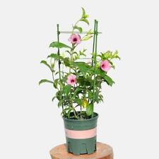 90CM GARDEN PLANT SUPPORT RING CONICAL DESIGN POTS SUPPORT FLOWERS STALK