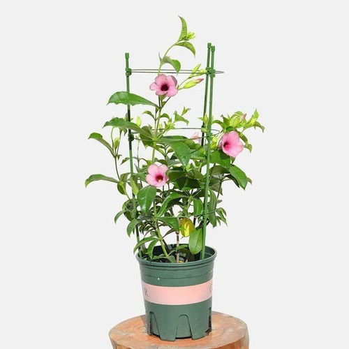 90cm garden plant - 90cm,