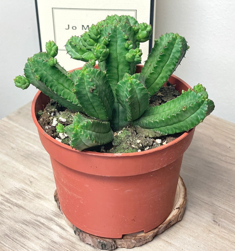 Euphorbia tubiglans live - euphorbia,