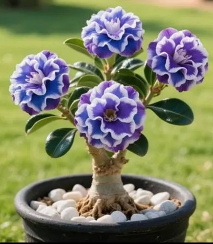 Blueberry parfait desert rose - blueberry,