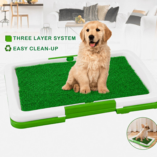 Dog toilet potty - dog, training