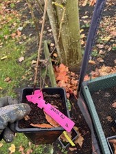 Spanish Red Oak tree 