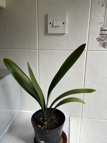Organic clivia two - two, old