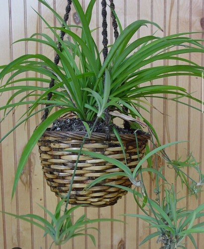 Chlorophytum comosum green - comosum,