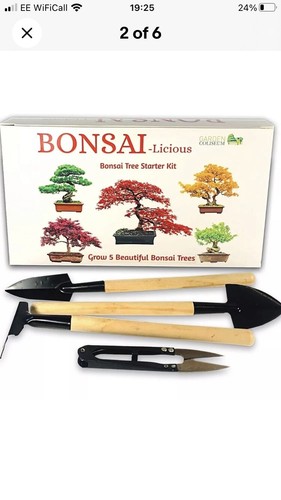 Bonsai tree kit - tree, seed