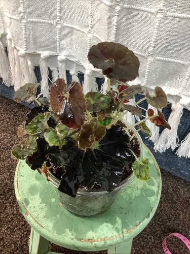 Begonia black mumba house - black,