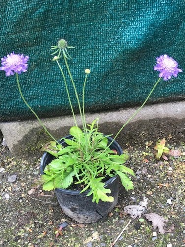 Scabiosa herbaceous - scabiosa,