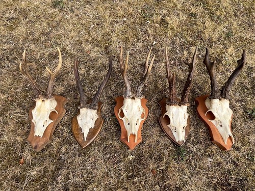 Nice roe deer - nice,