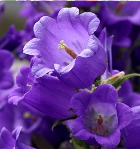 Campanula 100 seeds blue - 100,