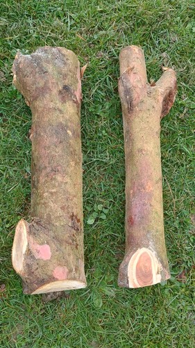 Yew tree logs - , wood
