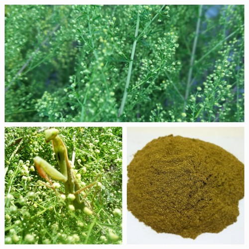 Sweet mugwort seeds - seeds🌱, 1