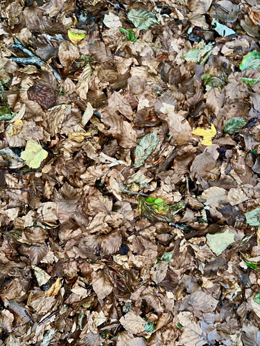 Wild leaf litter - (~6l),