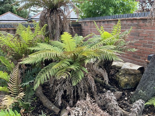 Dicksonia fibrosa - ,