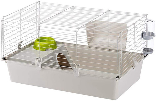 Cavie guinea pig - guinea, &