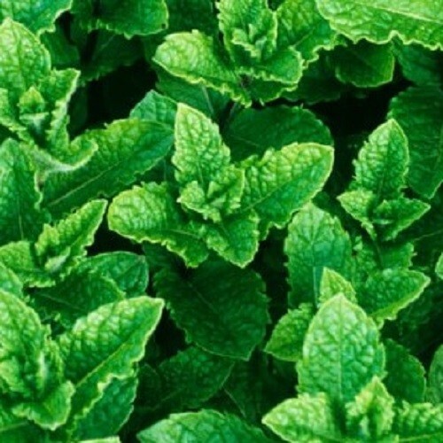 Organic garden mint - garden,