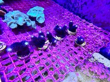 🥛💜Purple Stylophora Stylo Milka SPS Coral Frag Reef💜🥛