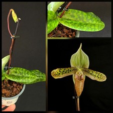 Paphiopedilum Hybrid. Dotted