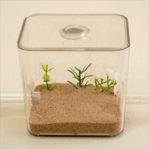 Ant farm formicarium outworld - farm,