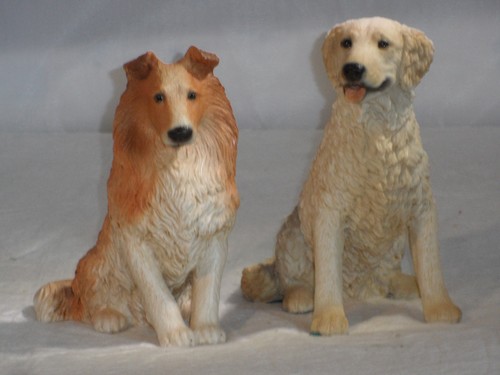 Golden retriever collie dog - golden,