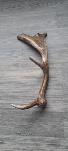 Genuine fallow deer point - deer, 5-point
