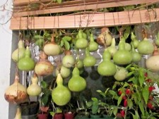 20 MIXED  BOTTLE GOURDS SEEDS