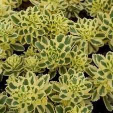 Sedum Atlantis Plug Plants