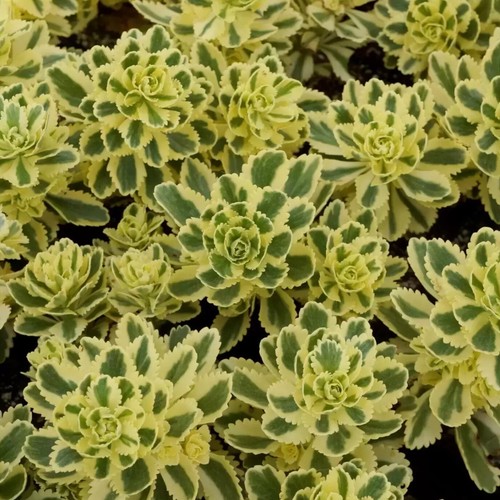 Sedum atlantis plug plants - sedum,