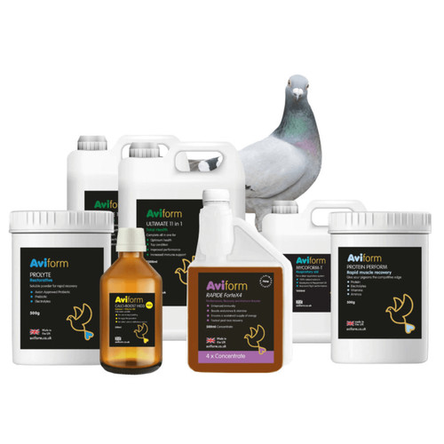 Aviform racing pigeon - aviform,