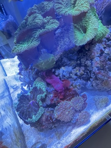 Red sea reefer - sea, plus