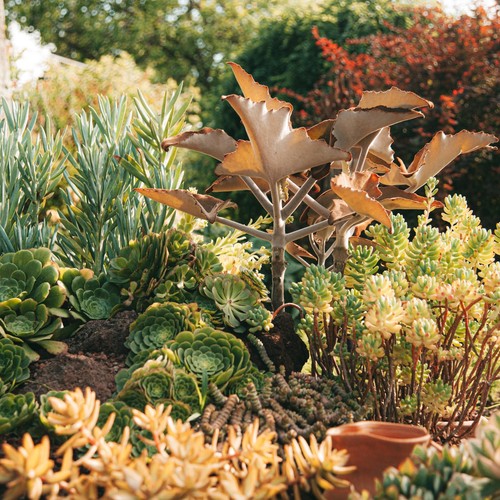 Sedum species mixed succulent - species,