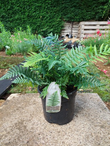 Fern dryopteris affinis pot - 3l,