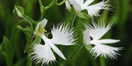 Seeds orchid heron white - 10,