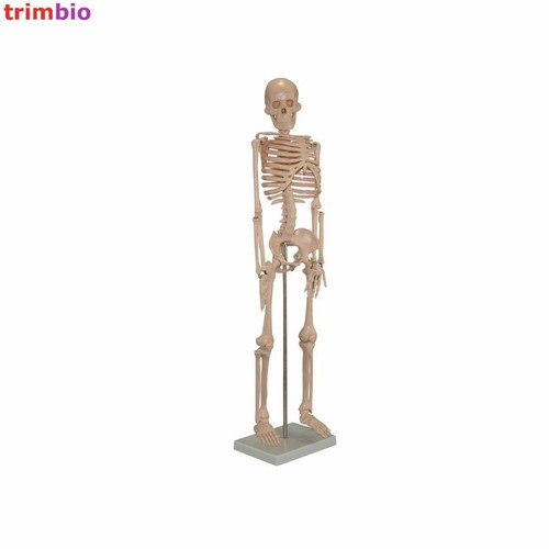 85cm tall skeleton - model, on