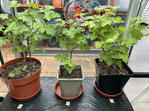 Pelargoniums attar roses - attar,