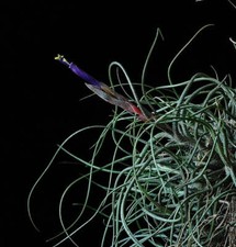 Tillandsia butzii 5-10cm -