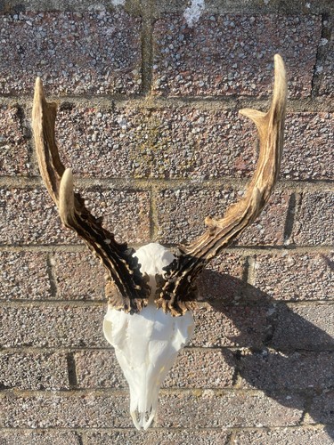 Roe deer antlers - deer, and