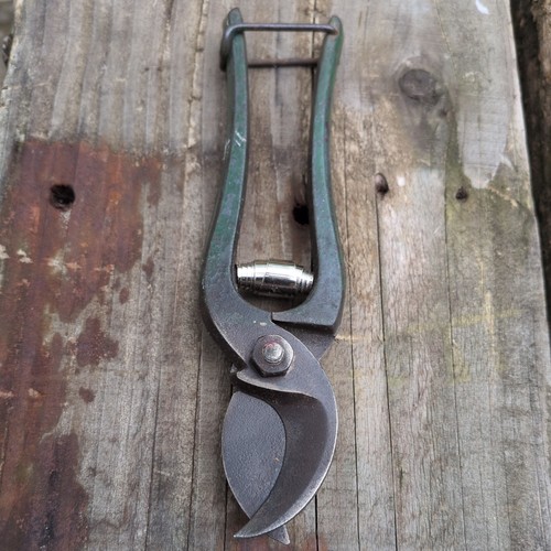 Vintage parrot beaked - parrot,