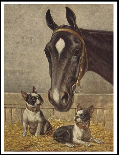 Boston terrier dogs - boston, horse