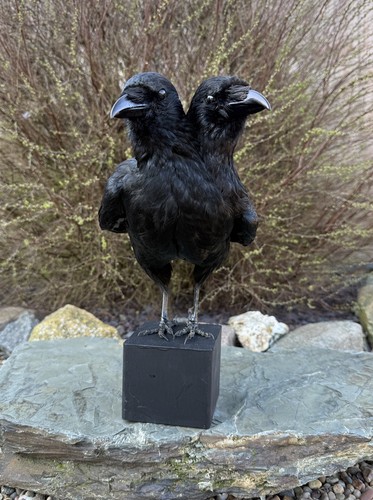 Taxidermy two headed - headed, crow