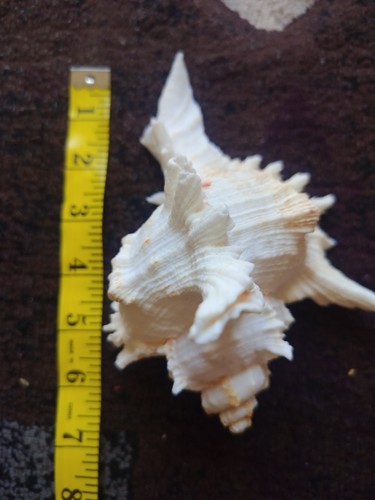 Jumbo shell - jumbo,